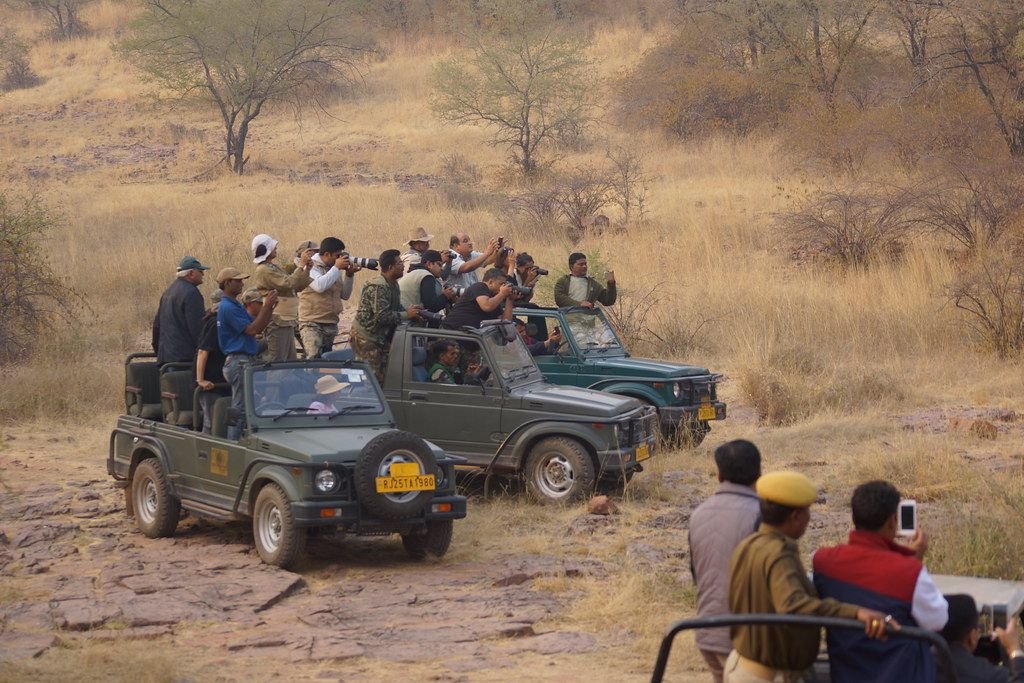Safari jeeps and visitors in Ranthambore National Park