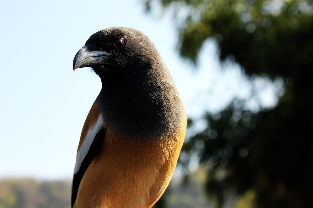 Rufous treepie perched on a branch