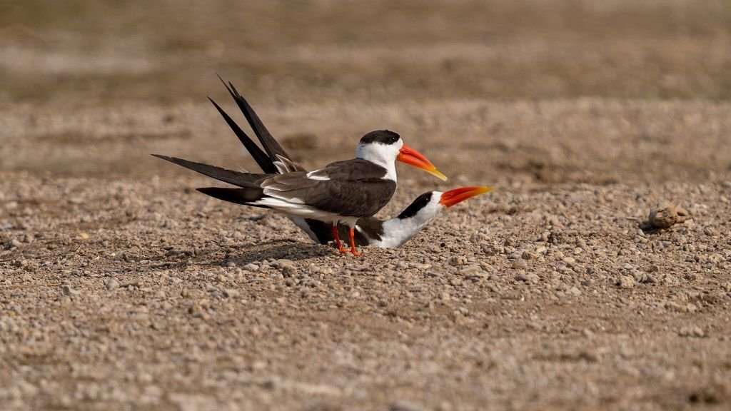 Indian skimmers on a Chambal sandbank