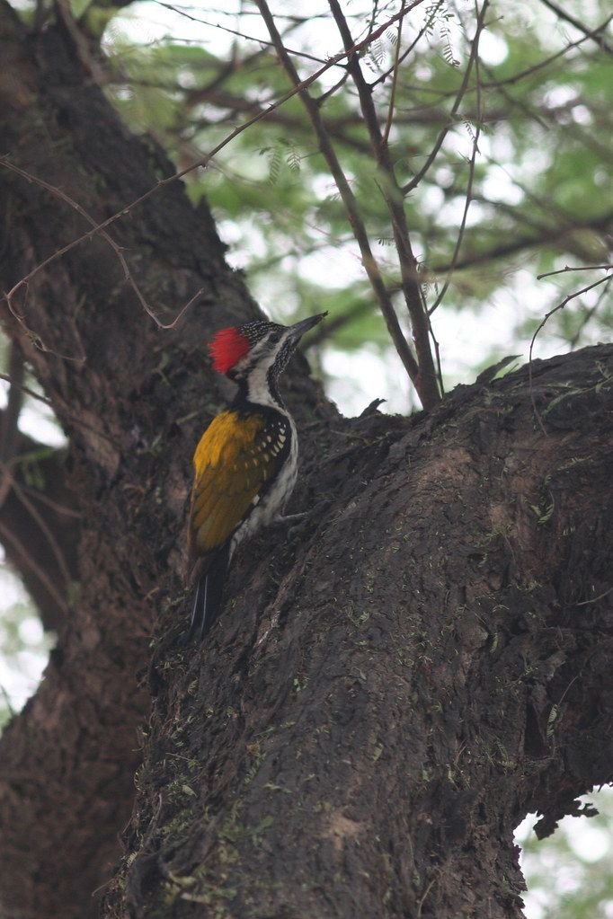 Black-rumped flameback woodpecker at Keoladeo National Park