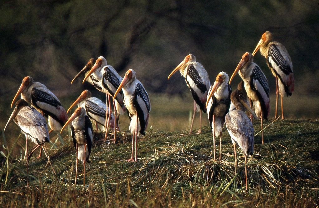 Painted storks at Keoladeo National Park on a Rajasthan bird watching tour