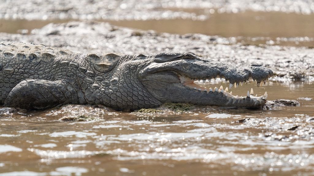 Mugger crocodile basking on a sandbank on a Rajasthan crocodile safari in the Chambal