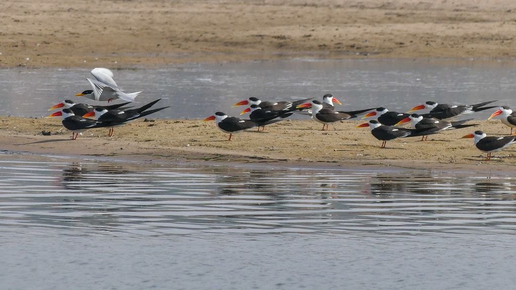 Indian skimmers and a river tern on a Chambal sandbank