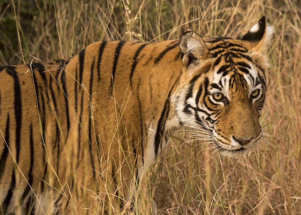 Tigress in Ranthambore