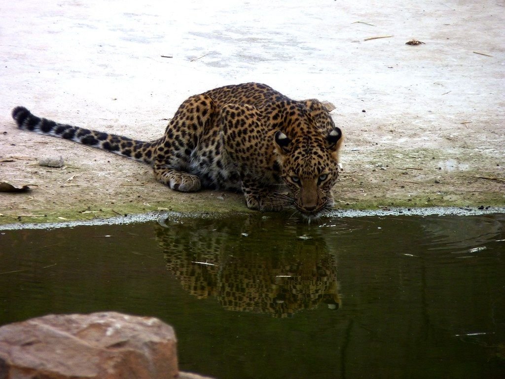 Leopard at a waterhole