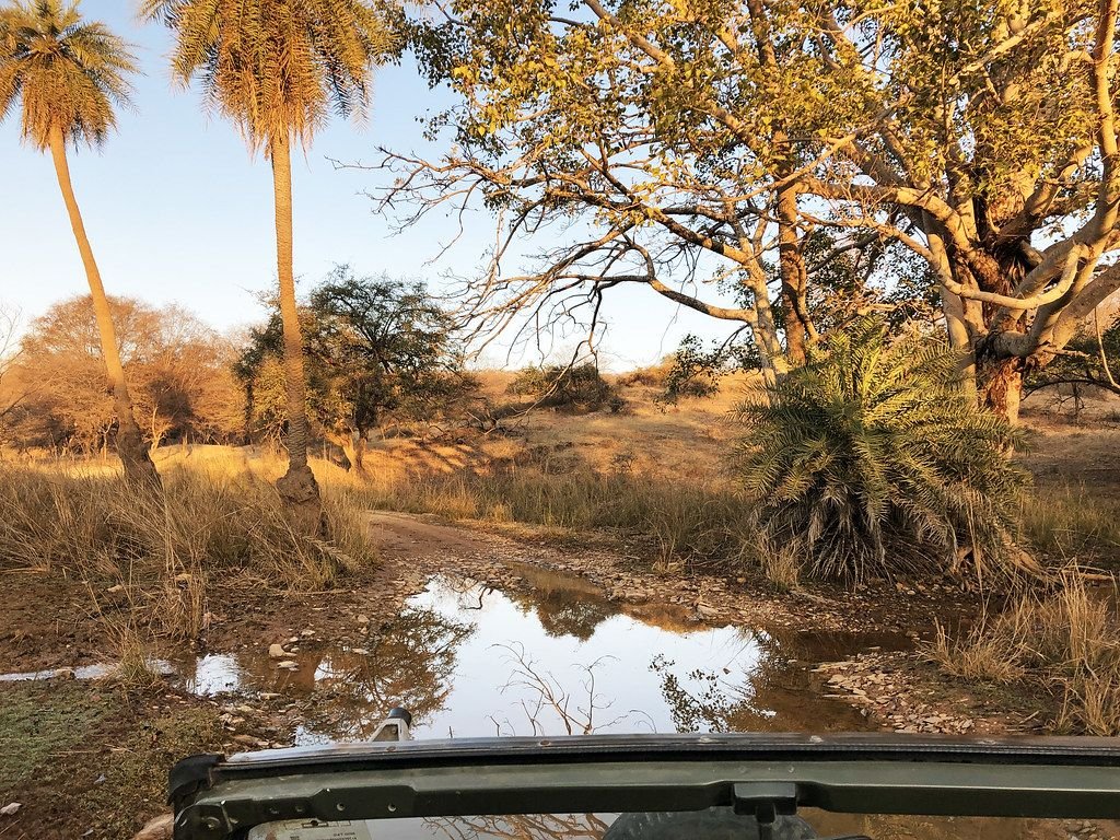 View from a safari jeep on a Ranthambore forest track