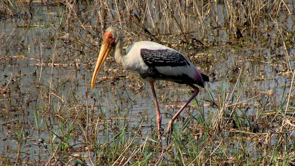 Painted stork standing in a wetland