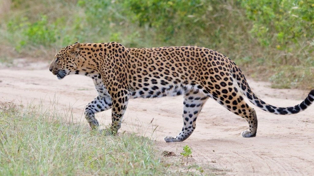 Leopard walking along a forest track