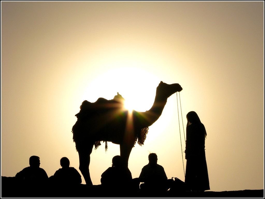 Camel at sunset on the Thar dunes near Jaisalmer