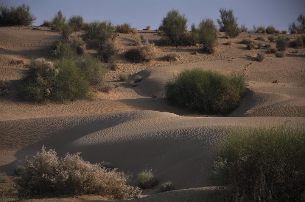 Dunes and desert scrub near Khuri