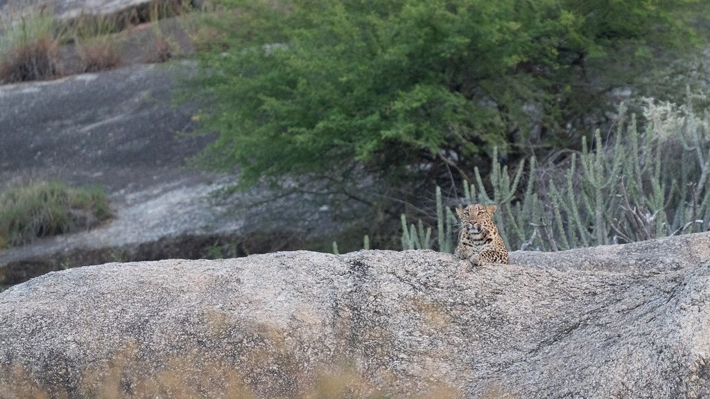 Female leopard resting on a granite rock