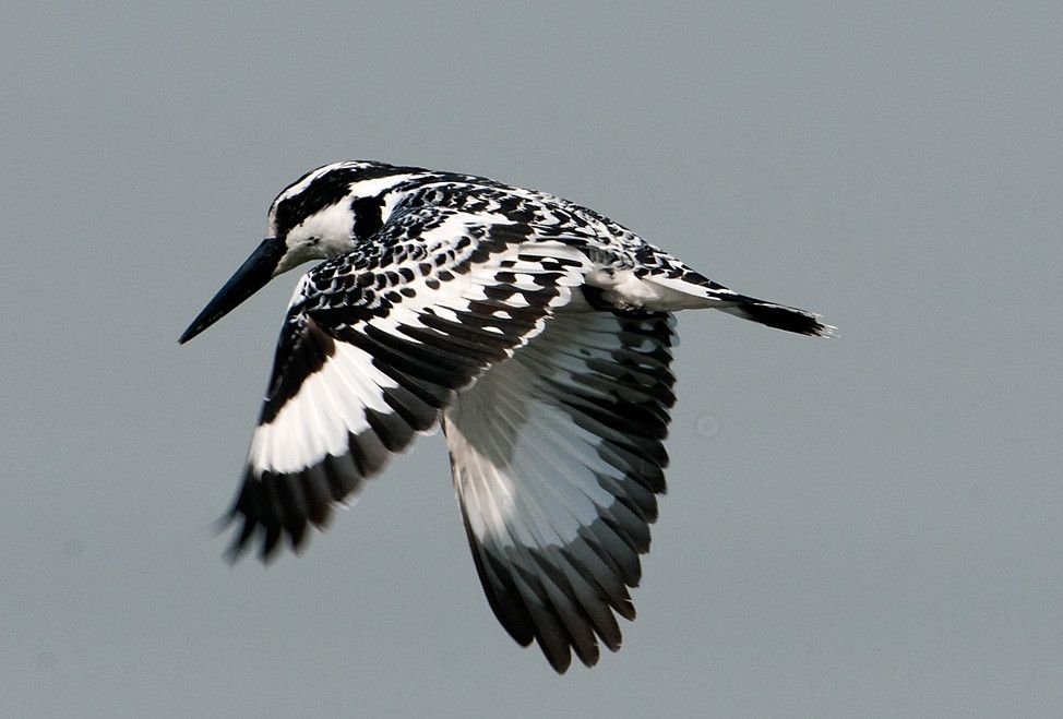 Pied kingfisher in flight