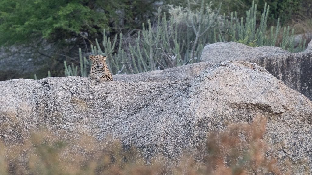 Female leopard resting on a rock
