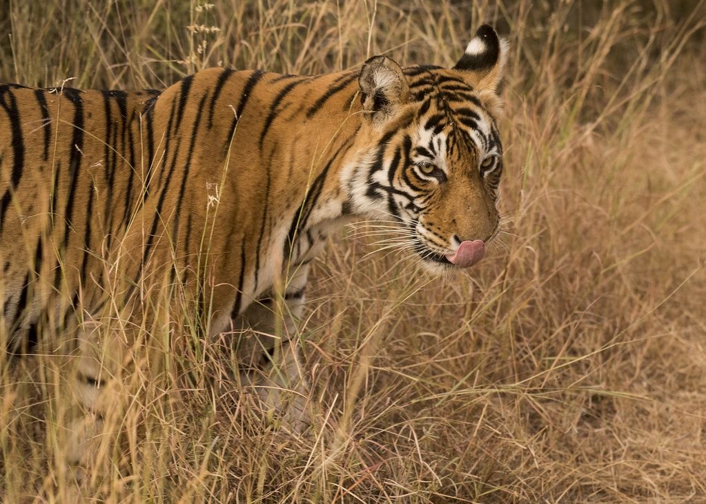 Tigress in soft light in Ranthambore, photographed on a Rajasthan photography safari