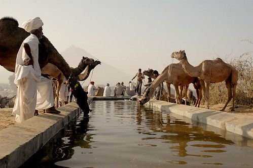 Camels at a watering hole during the Pushkar Fair