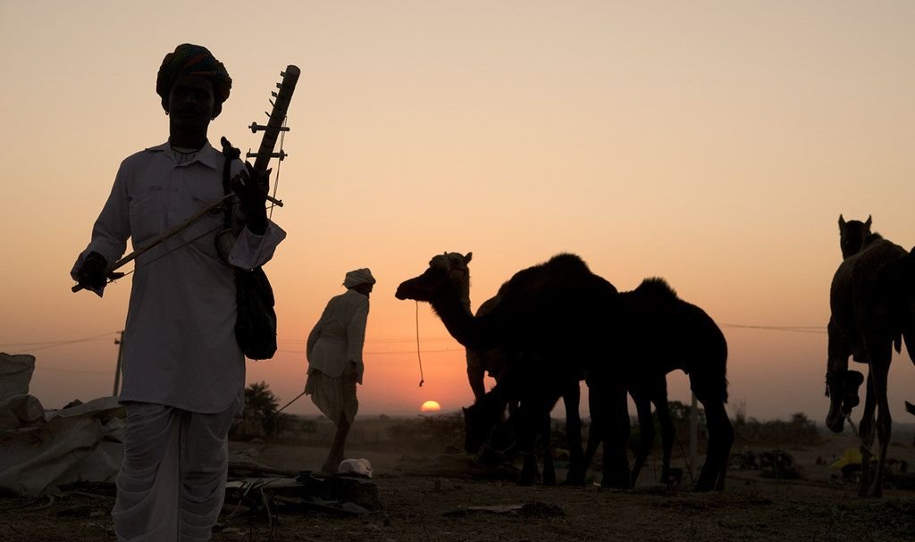 Camels at sunset during the Pushkar Camel Fair