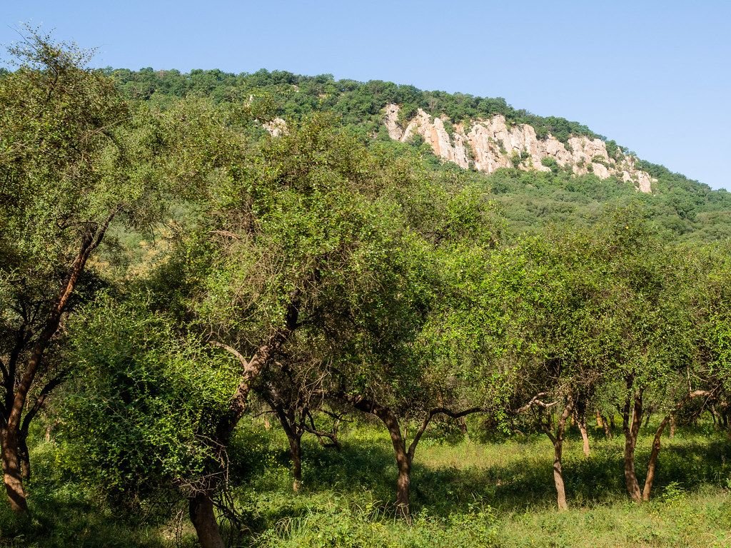 Aravalli hills and dry forest at Sariska Tiger Reserve, Alwar