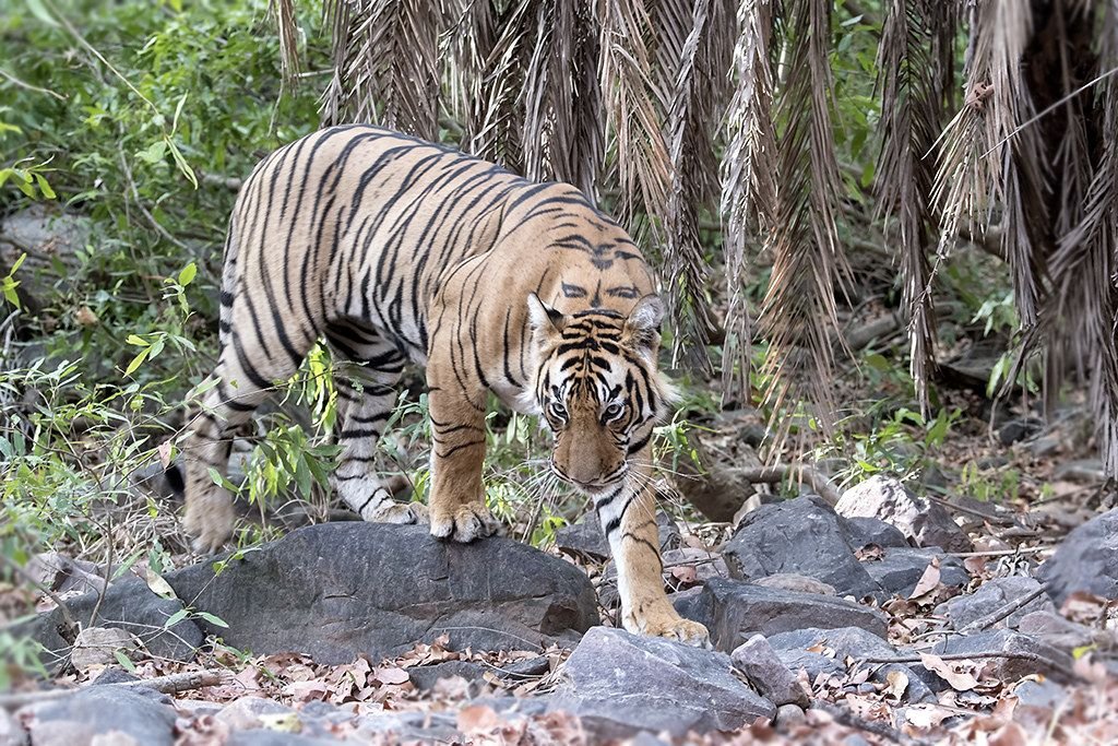 Young tiger walking through the forest on a Rajasthan safari tour