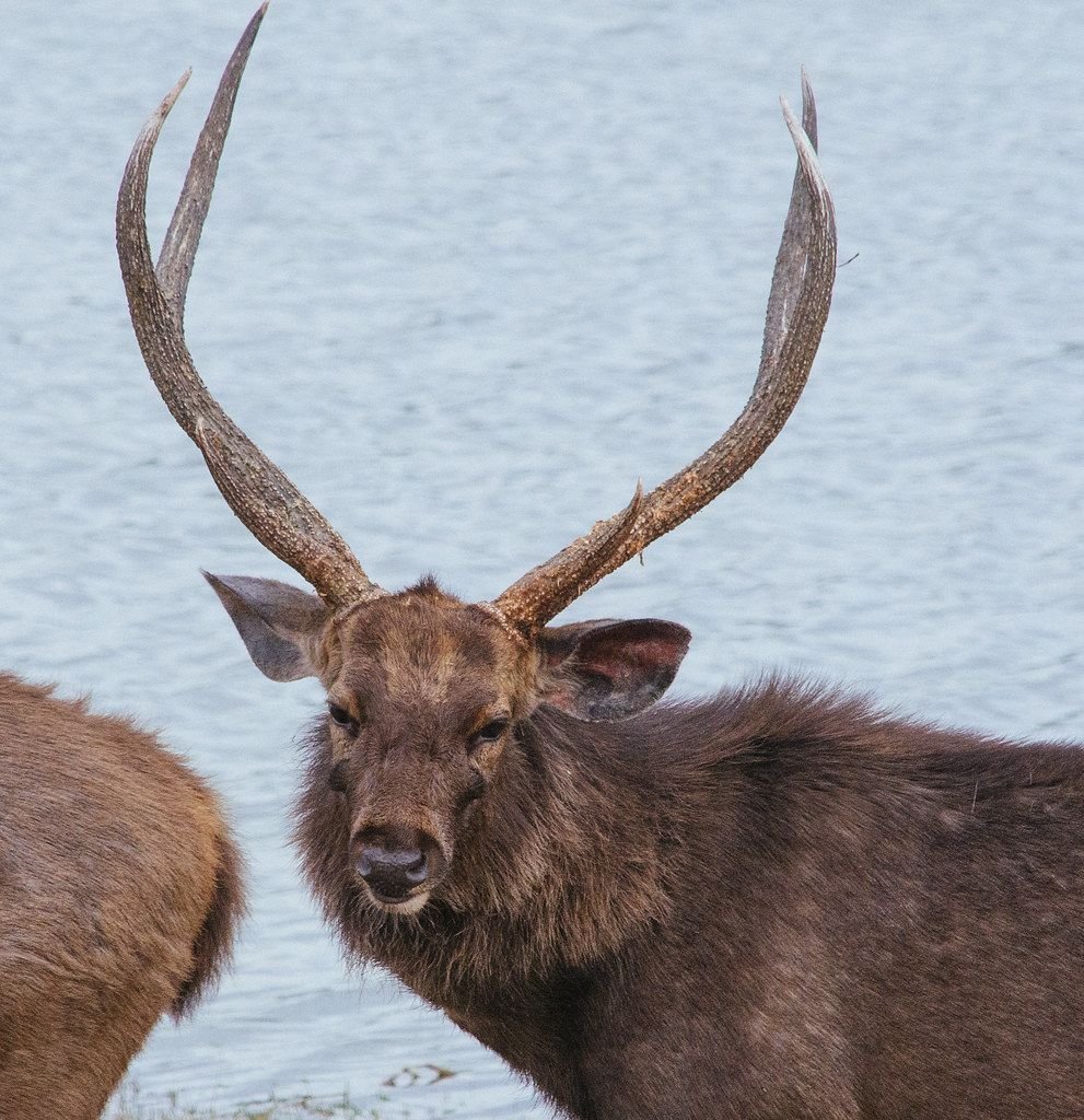 Sambar stag portrait in Ranthambore