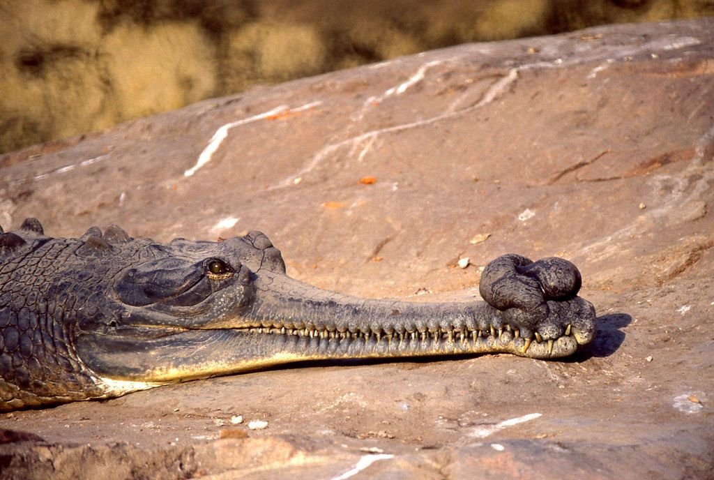 Male gharial on the bank of the Chambal river
