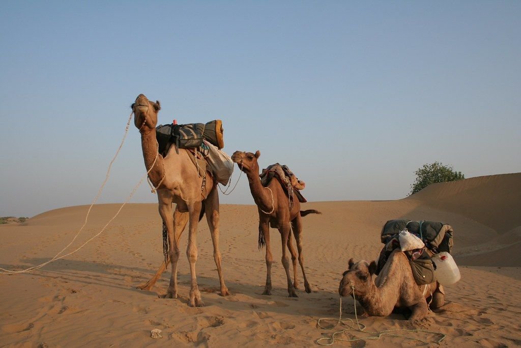 Camels resting on the dunes of the Thar Desert