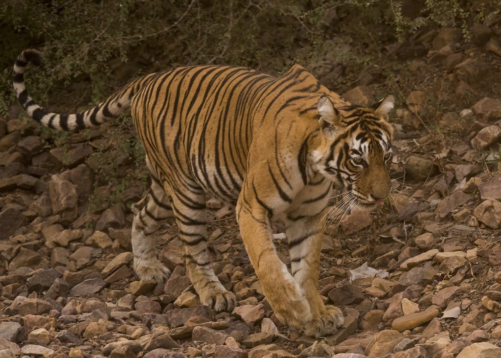 Tiger in Ranthambore