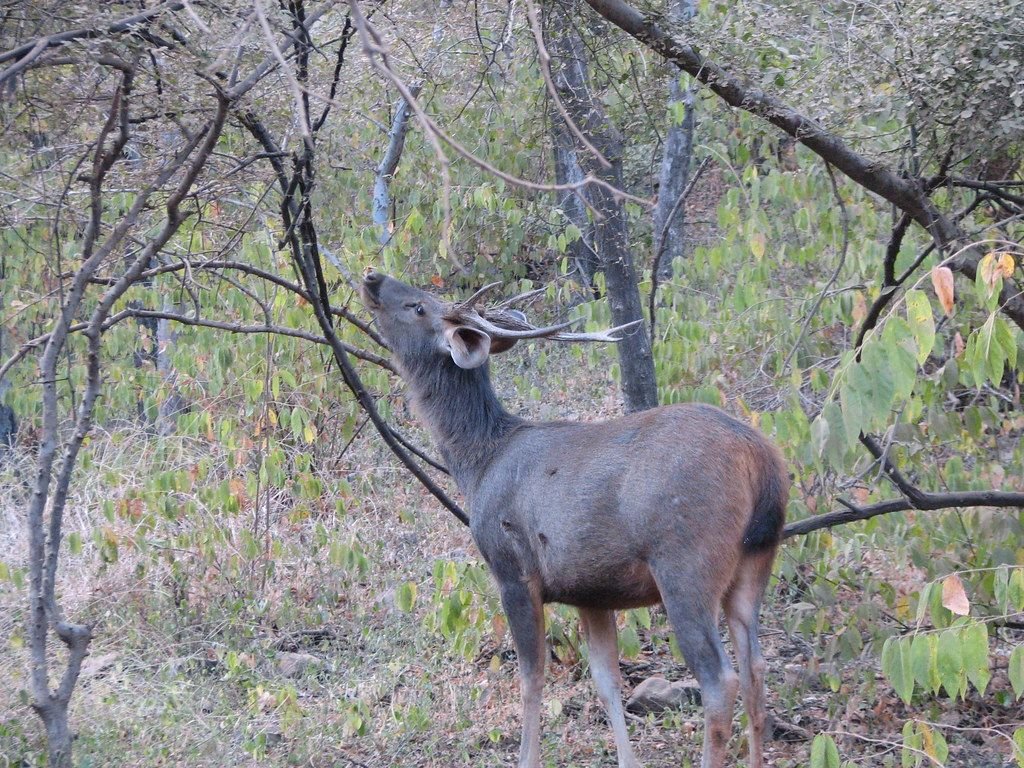 Sambar deer in dry deciduous forest