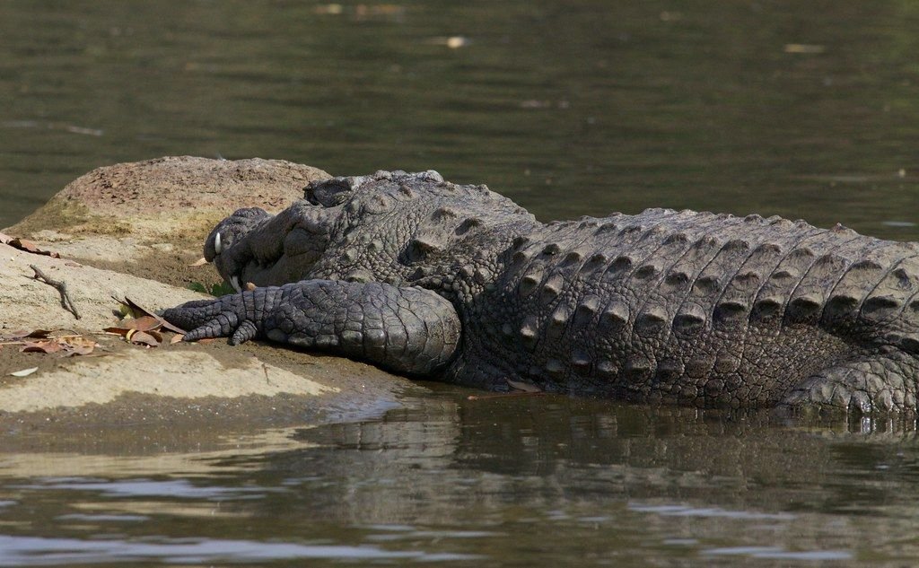 Mugger crocodile resting by a lake in Ranthambore