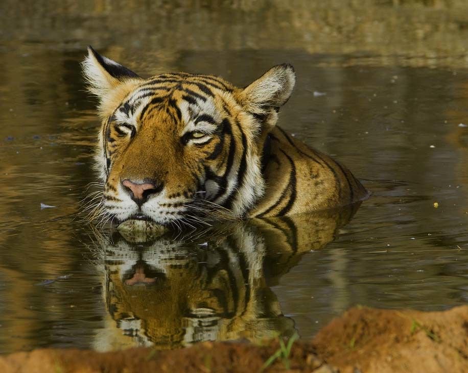 Tiger cooling off in a waterhole